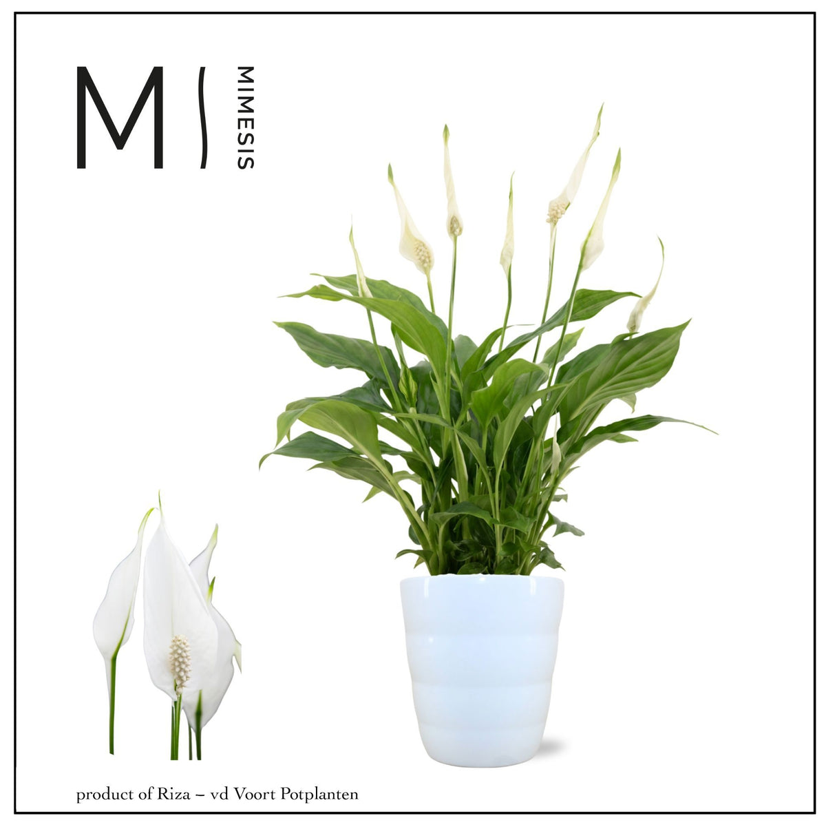 Spathiphyllum Chopin in ceramic 30cm 9cm Pot