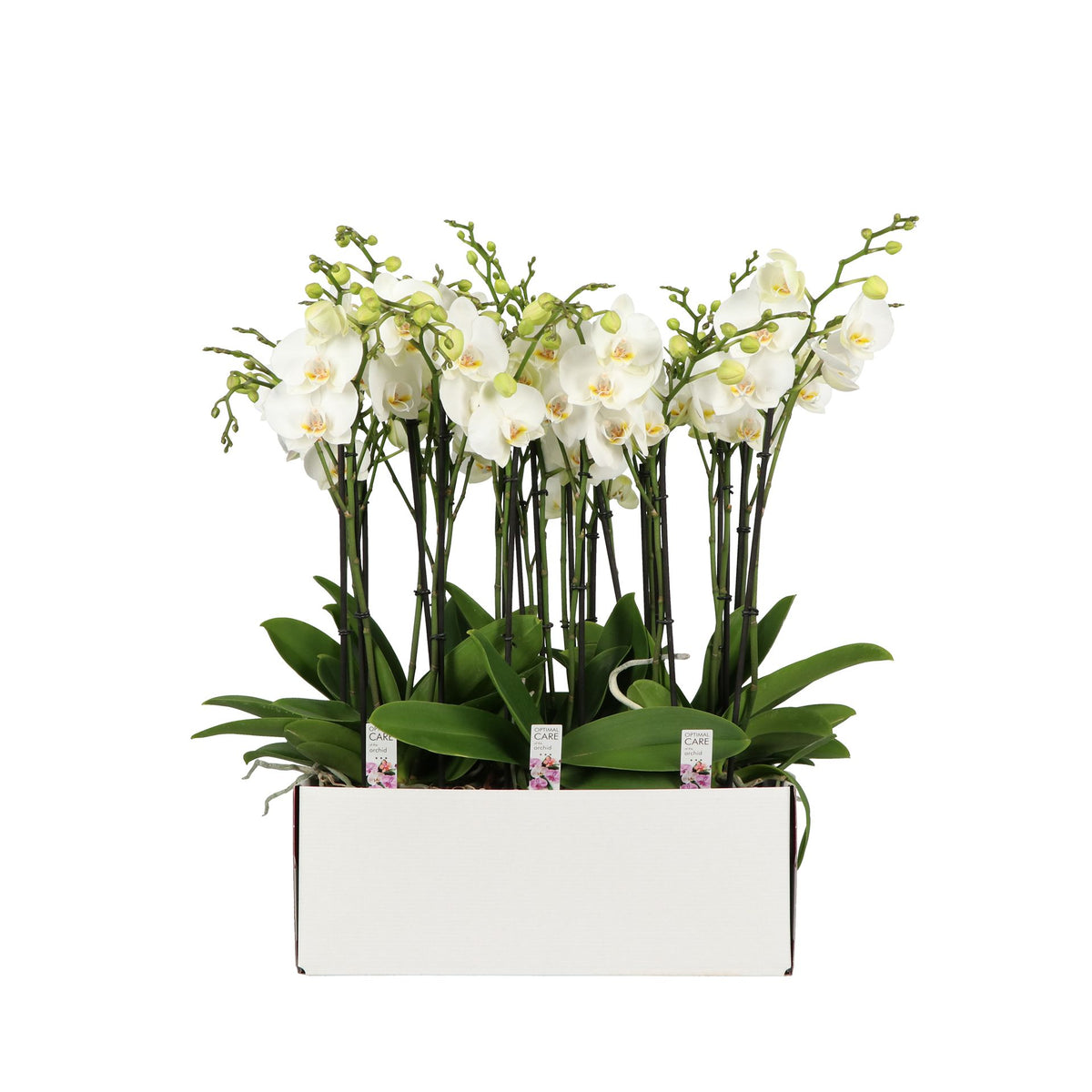 Phalaenopsis white 60cm 13cm Pot