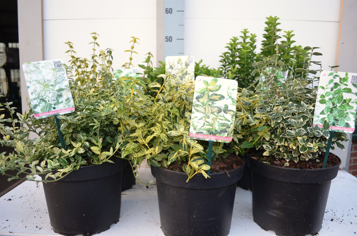 Euonymus japonicus mix 30cm 23cm Pot
