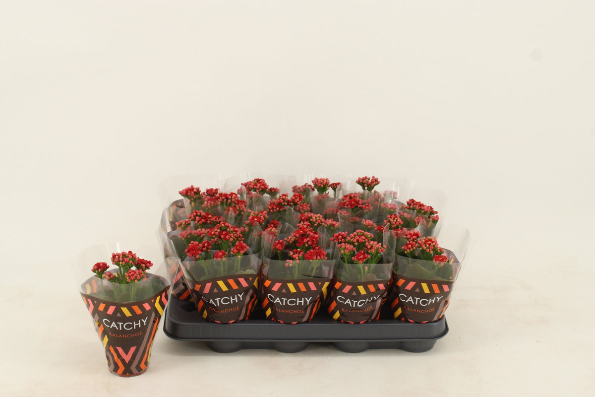 Kalanchoe Rubio Red 15cm 8cm Pot