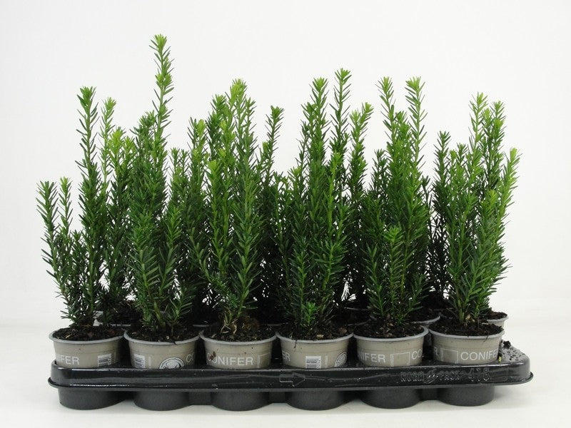 Bloemendaal, Fa.Kw. Taxus media Hillii Pack of 18