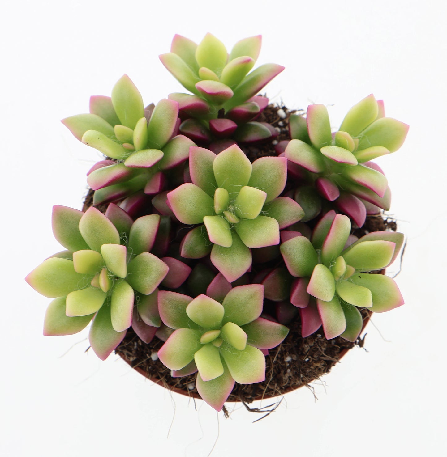 Euro Cactus Holland Bv Anacampseros rufescens sunrise pink Pack of 12
