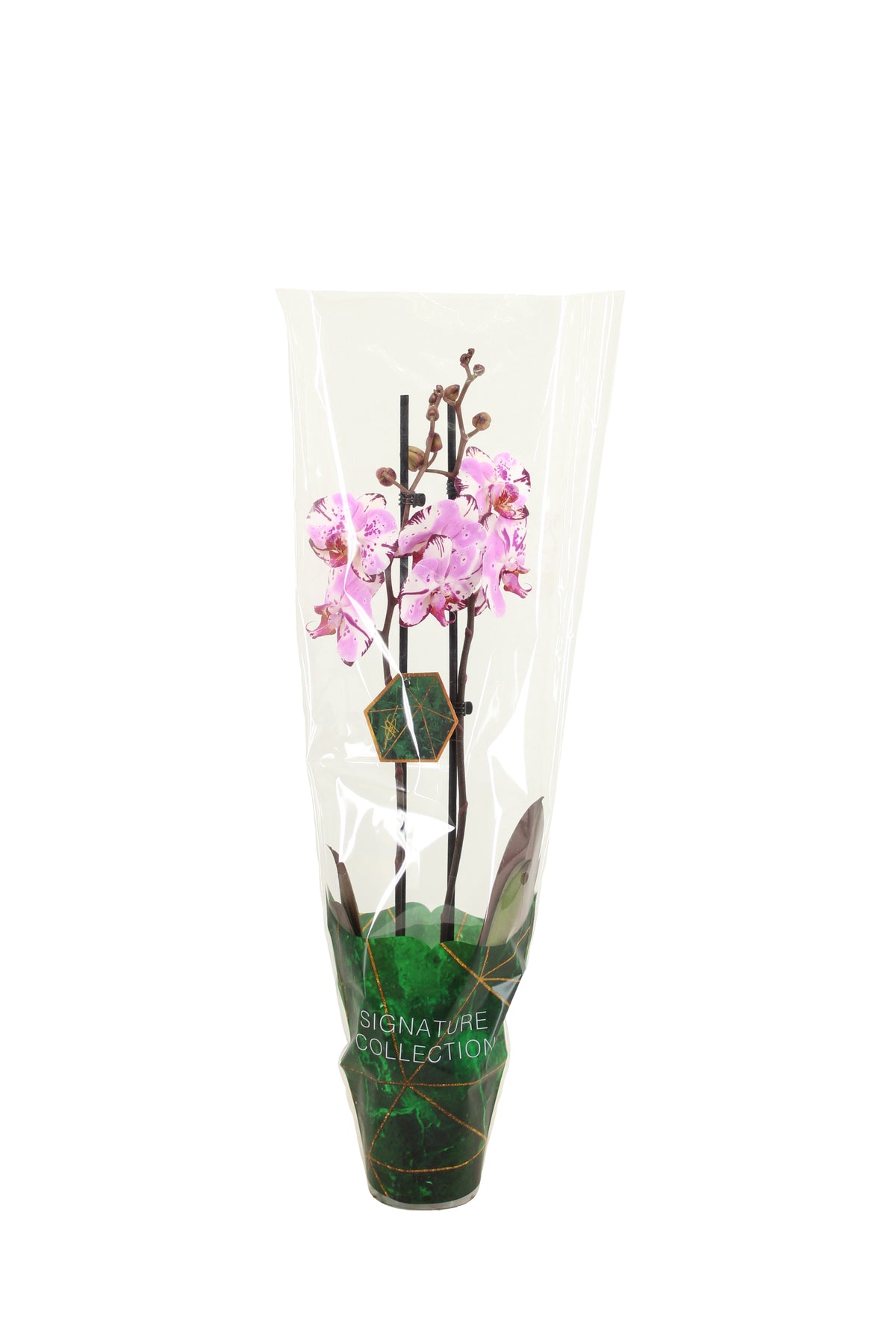 Phalaenopsis pink 60cm 12cm Pot