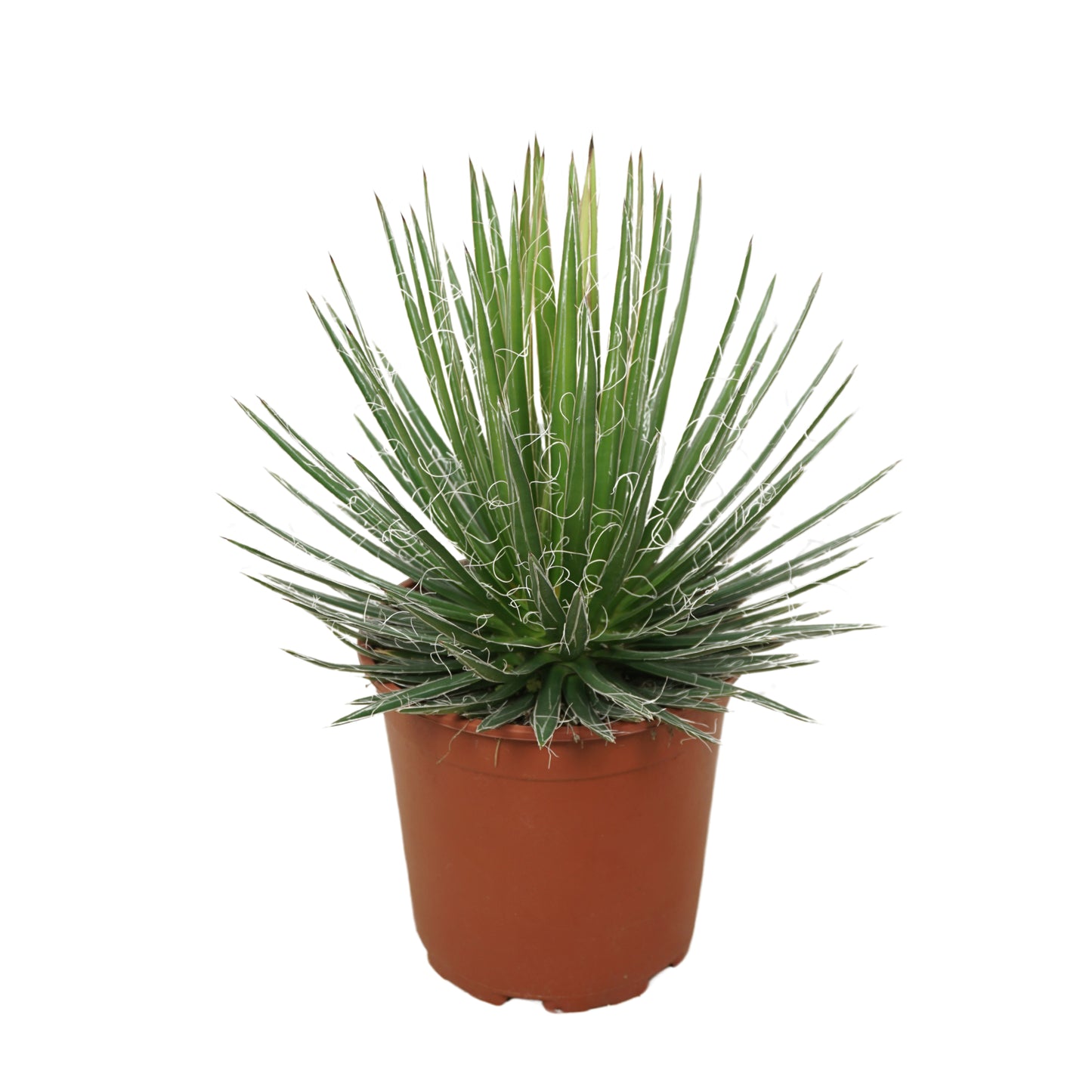 Agave filifera 40cm 21cm Pot