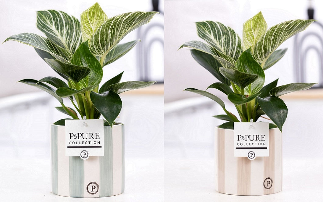 Philodendron scandens 35cm 12cm Pot