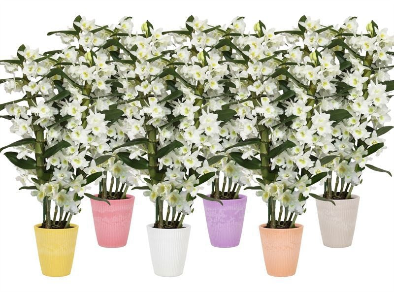 Dendrobium Apollon 50cm 12cm Pot