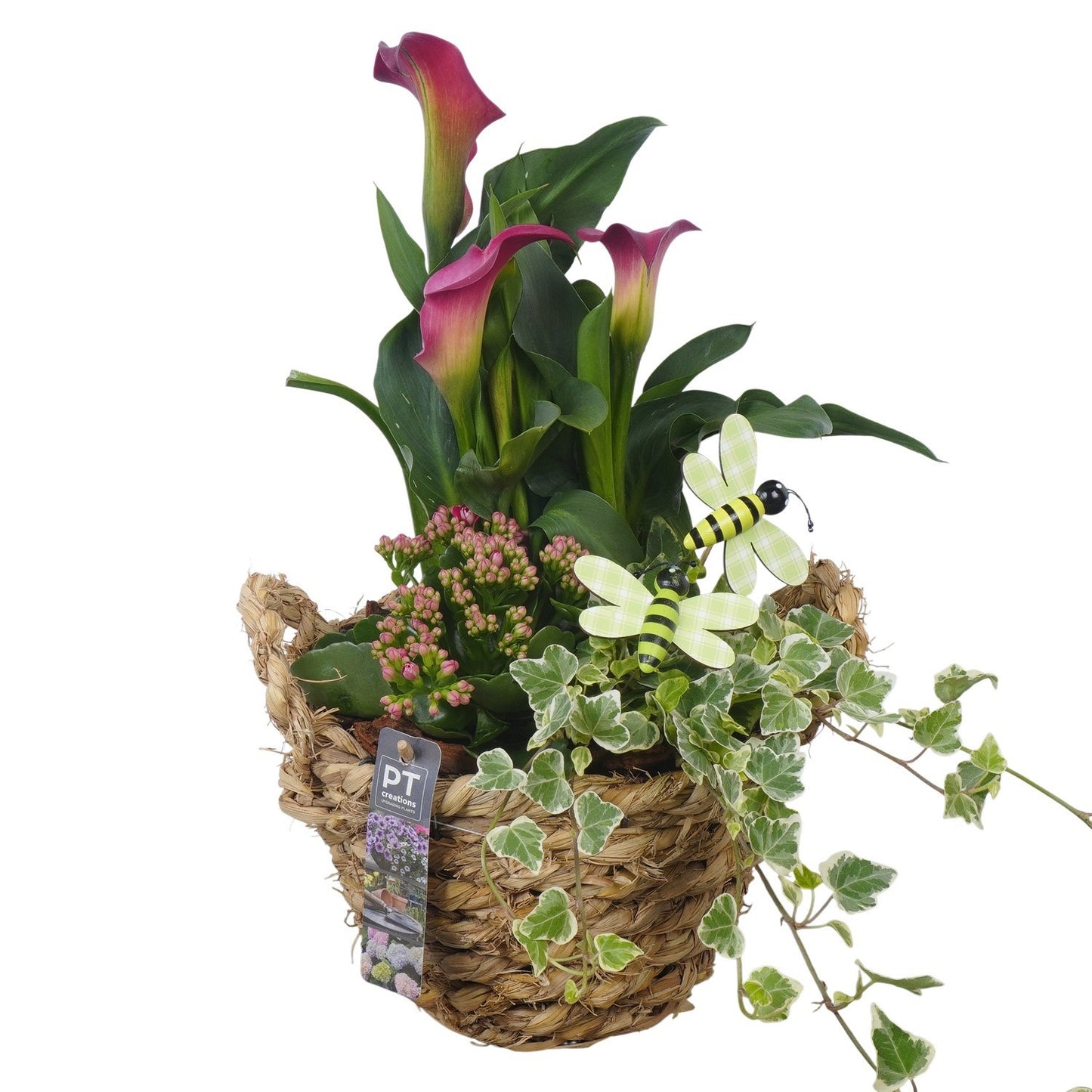 arr. PM196 43cm 20cm Pot
