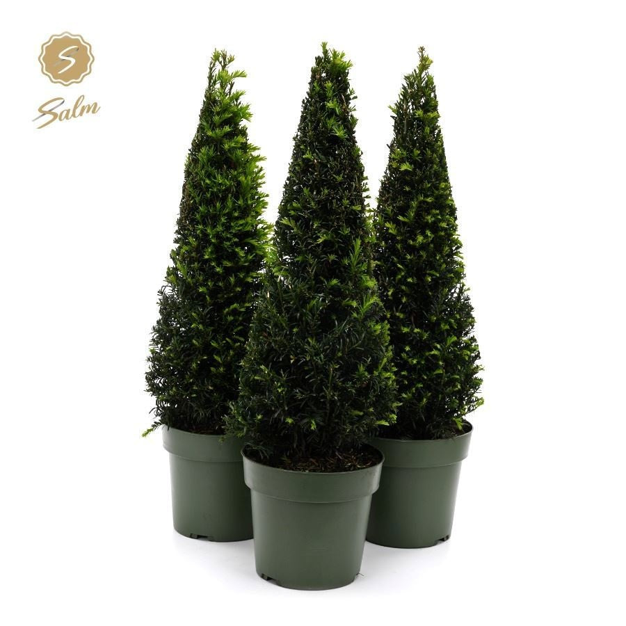 Salm, gebr. van der Taxus baccata pyramid Pack of 1