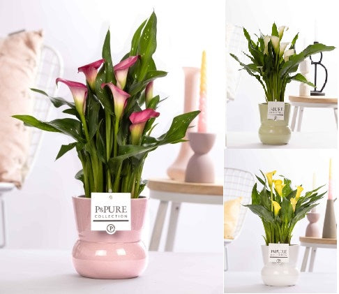 Zantedeschia 40cm 12cm Pot