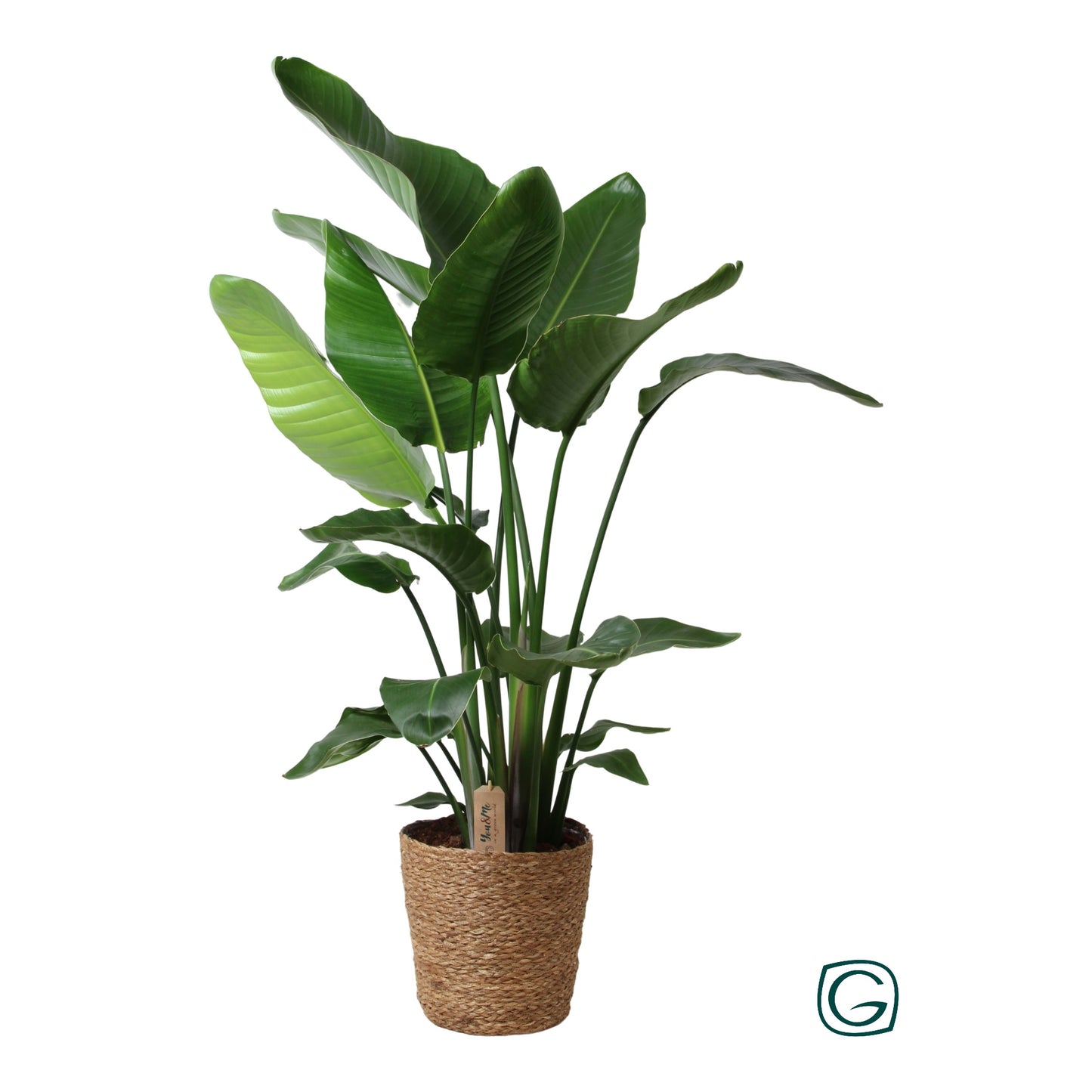 Geest Potplanten BV, DC Strelitzia nicolai (+ drp.basket) Pack of 8