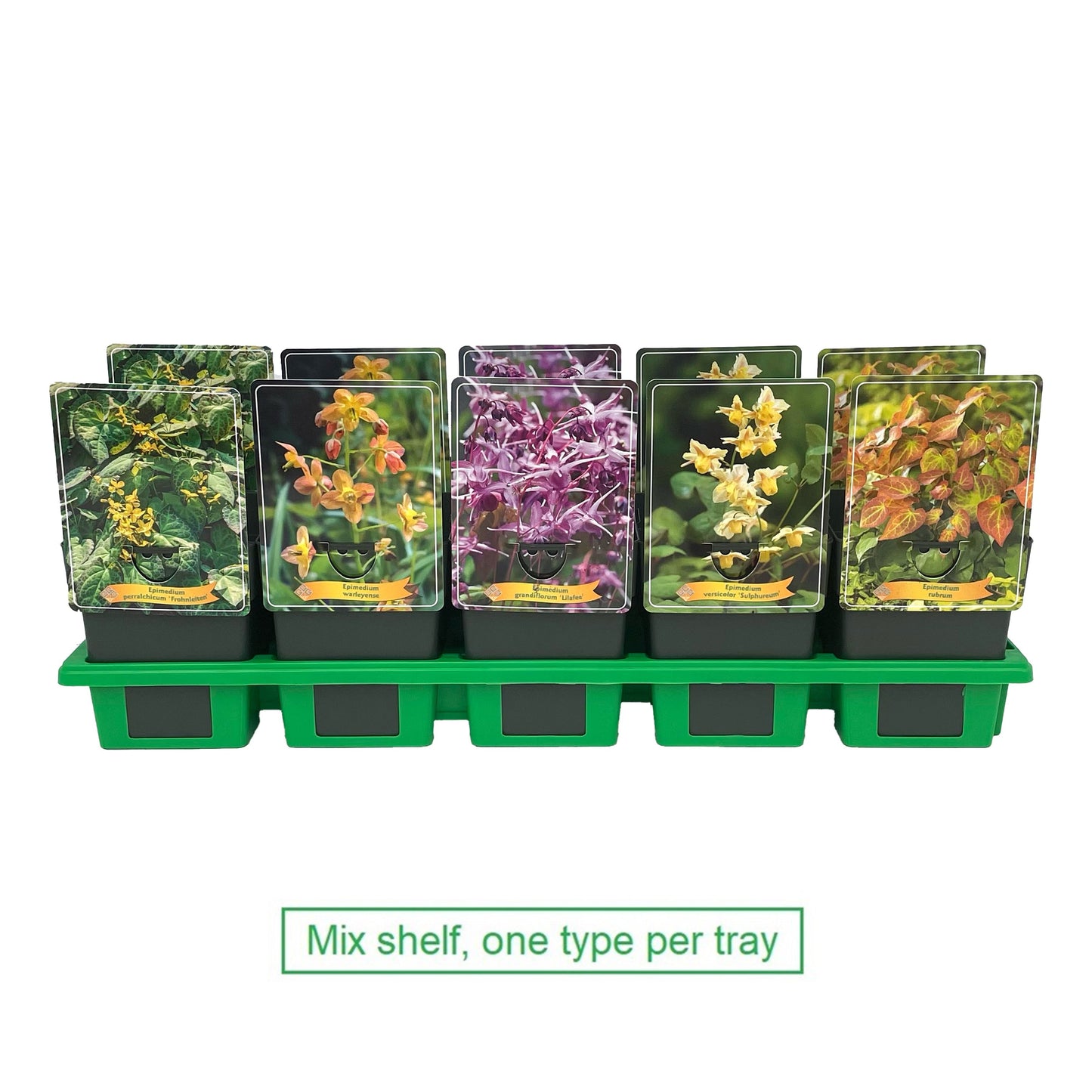 Gebr. Griffioen Epimedium grandiflorum mix Pack of 10