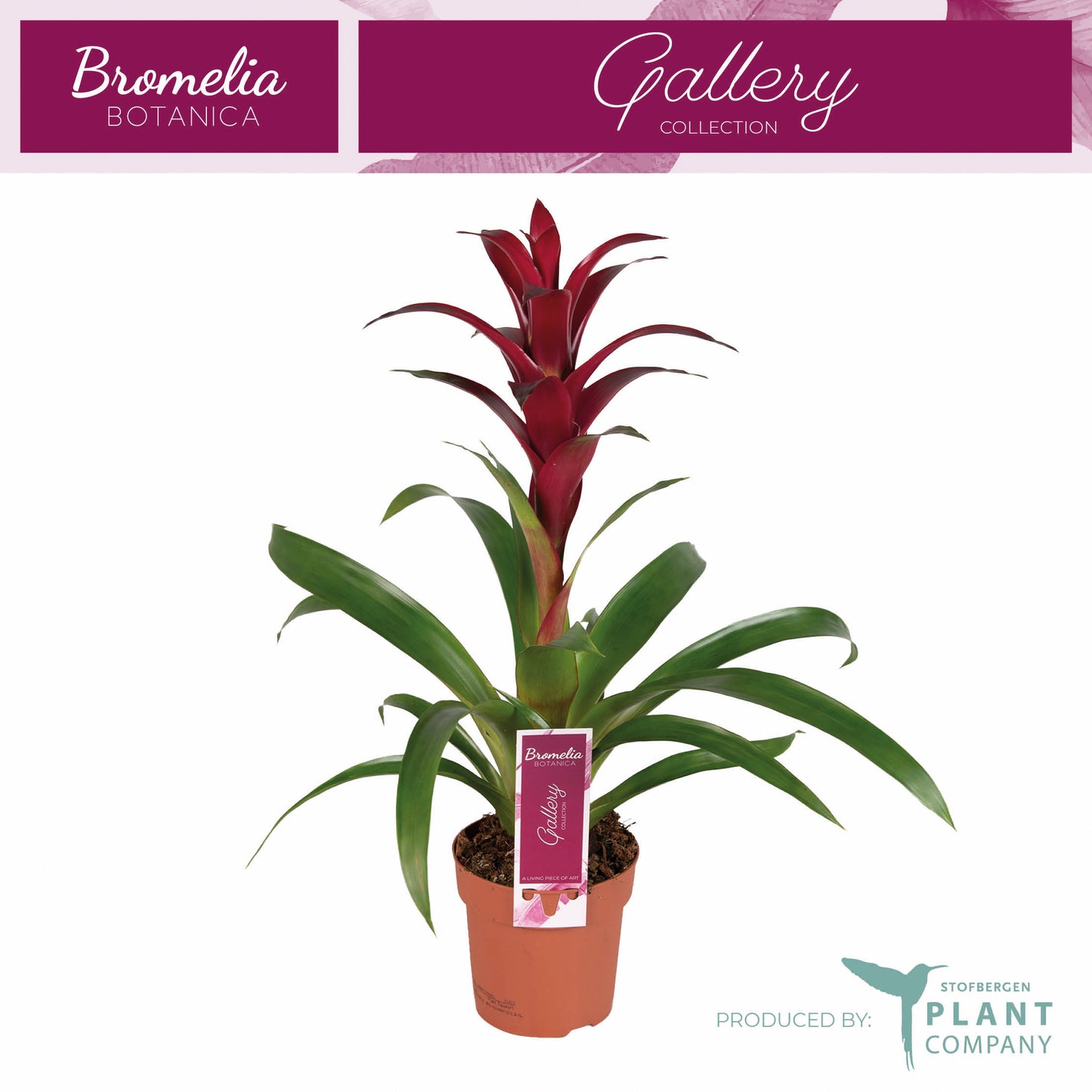 Guzmania Nextara 50cm 12cm Pot