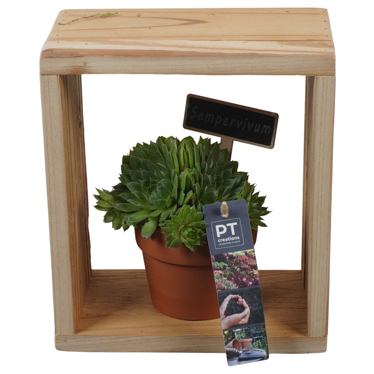 arr. Sempervivum 22cm 19cm Pot