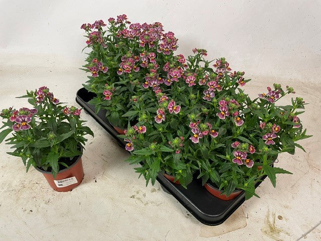Nemesia Angelart Raspberry 17cm 510cm Pot
