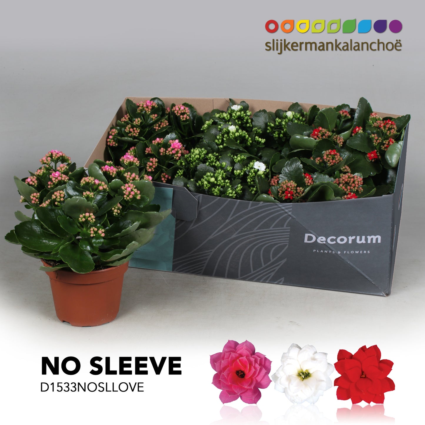 Kalanchoe mix 26cm 15cm Pot