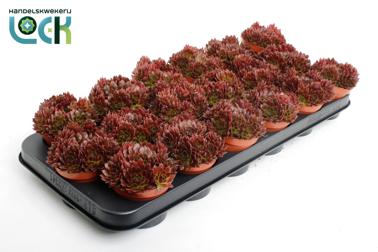 Sempervivum Corser 10cm Special Pot (508)