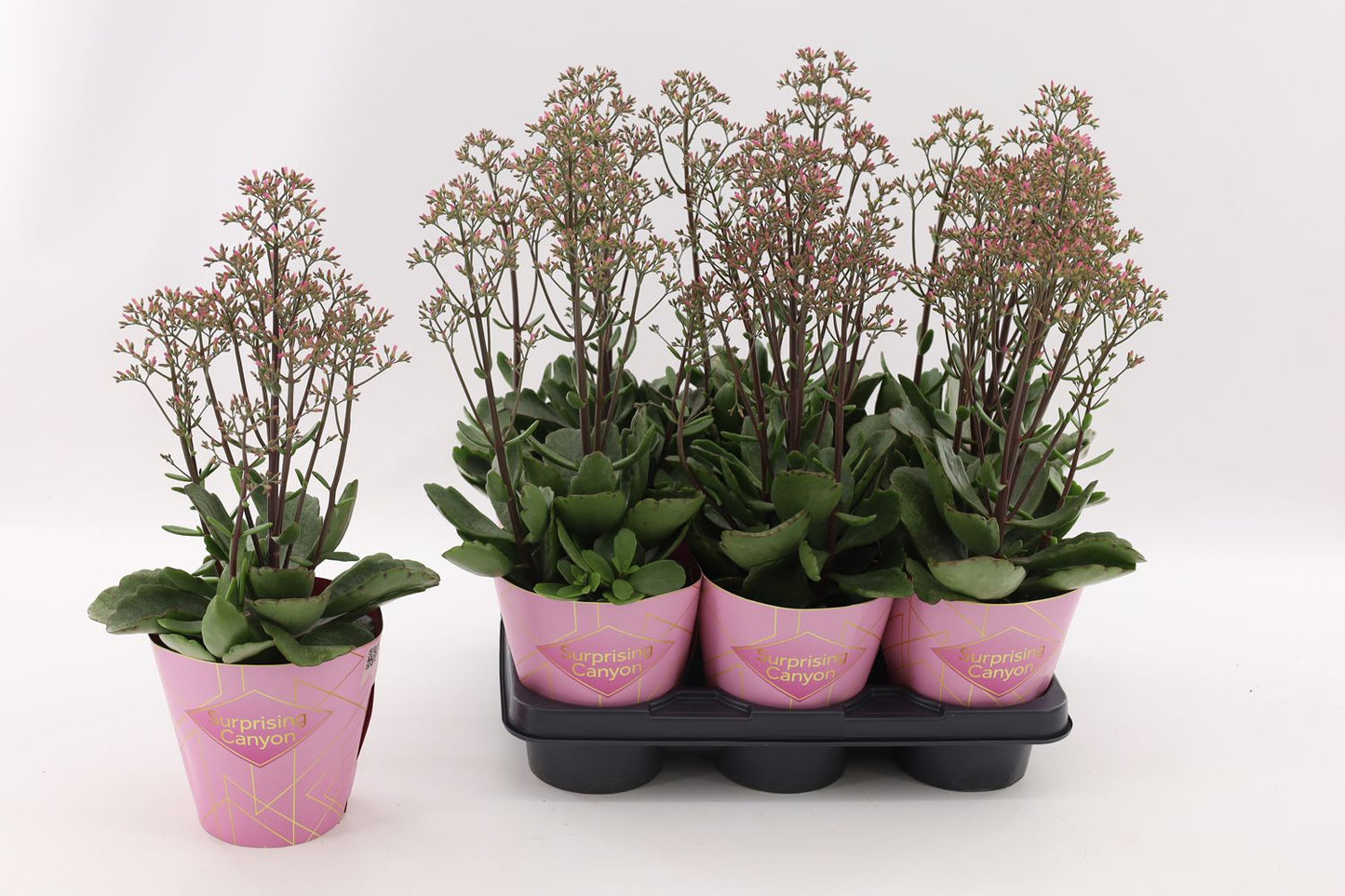 Vilosa Kalanchoe Wild Flowers Surprising Canyon Pack of 6