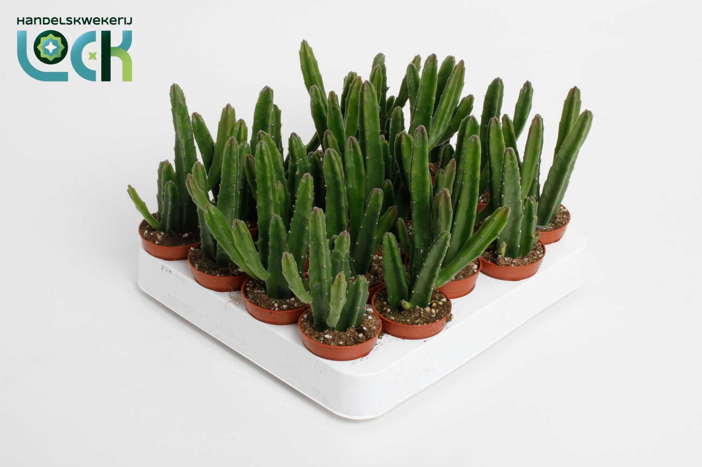 Stapelia leendertziae 15cm 505cm Pot