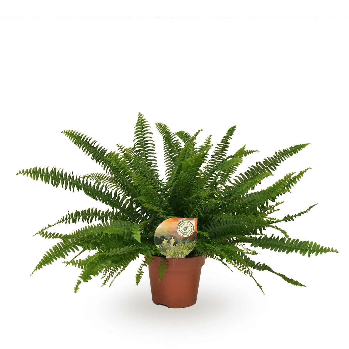 Nephrolepis Green Lady 40cm 17cm Pot