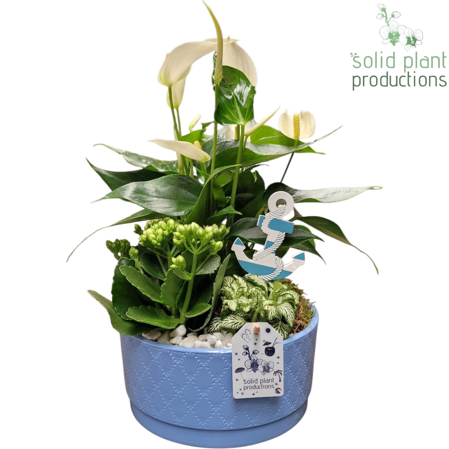 Solid Plant Productions AT003 Loes Blue Anthurium Pack of 3