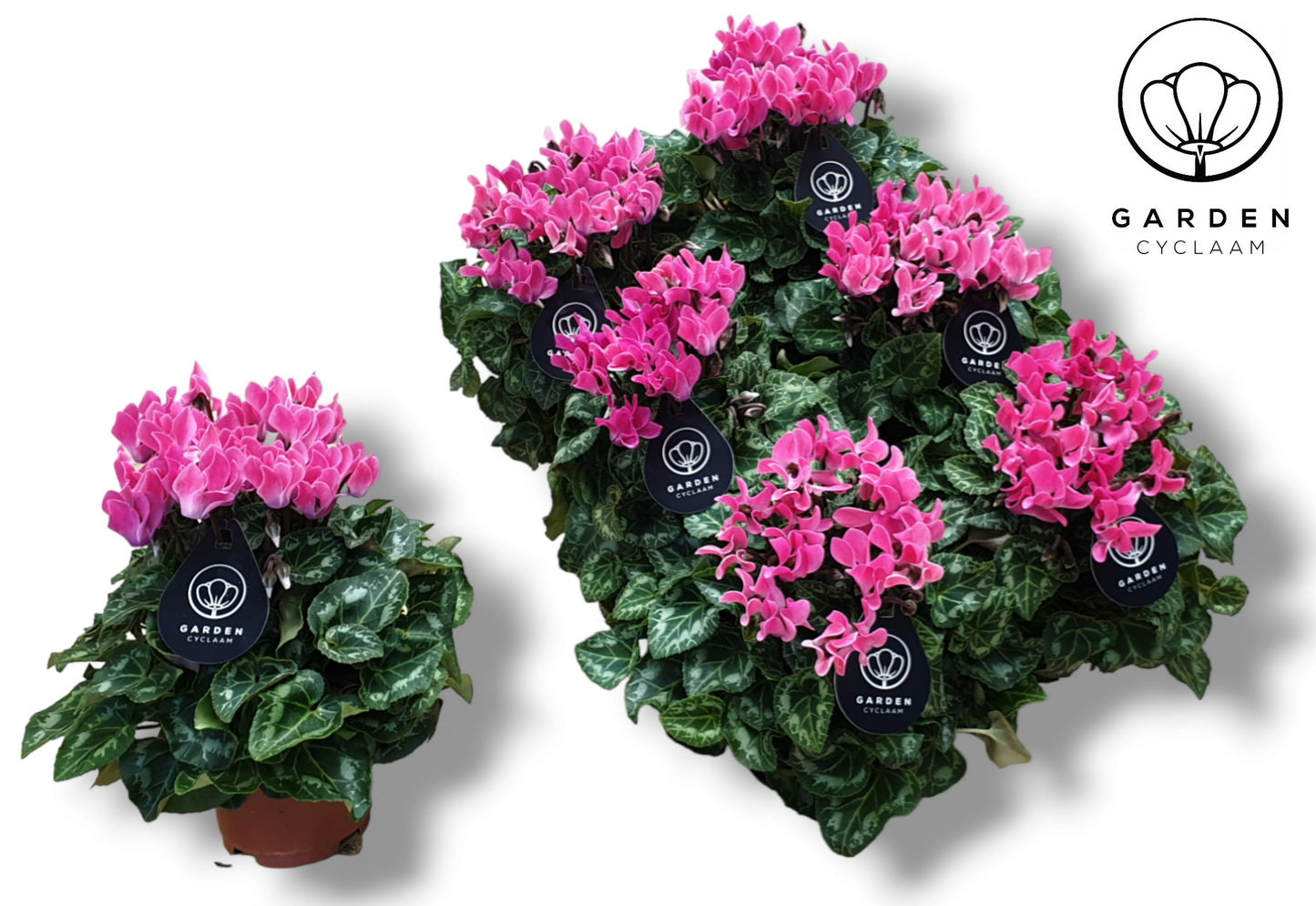 Cyclamen Garden light pink 25cm 10.5cm Pot