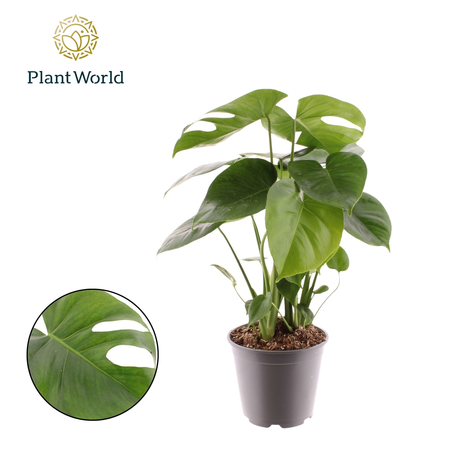 Monstera deliciosa 60cm 19cm Pot