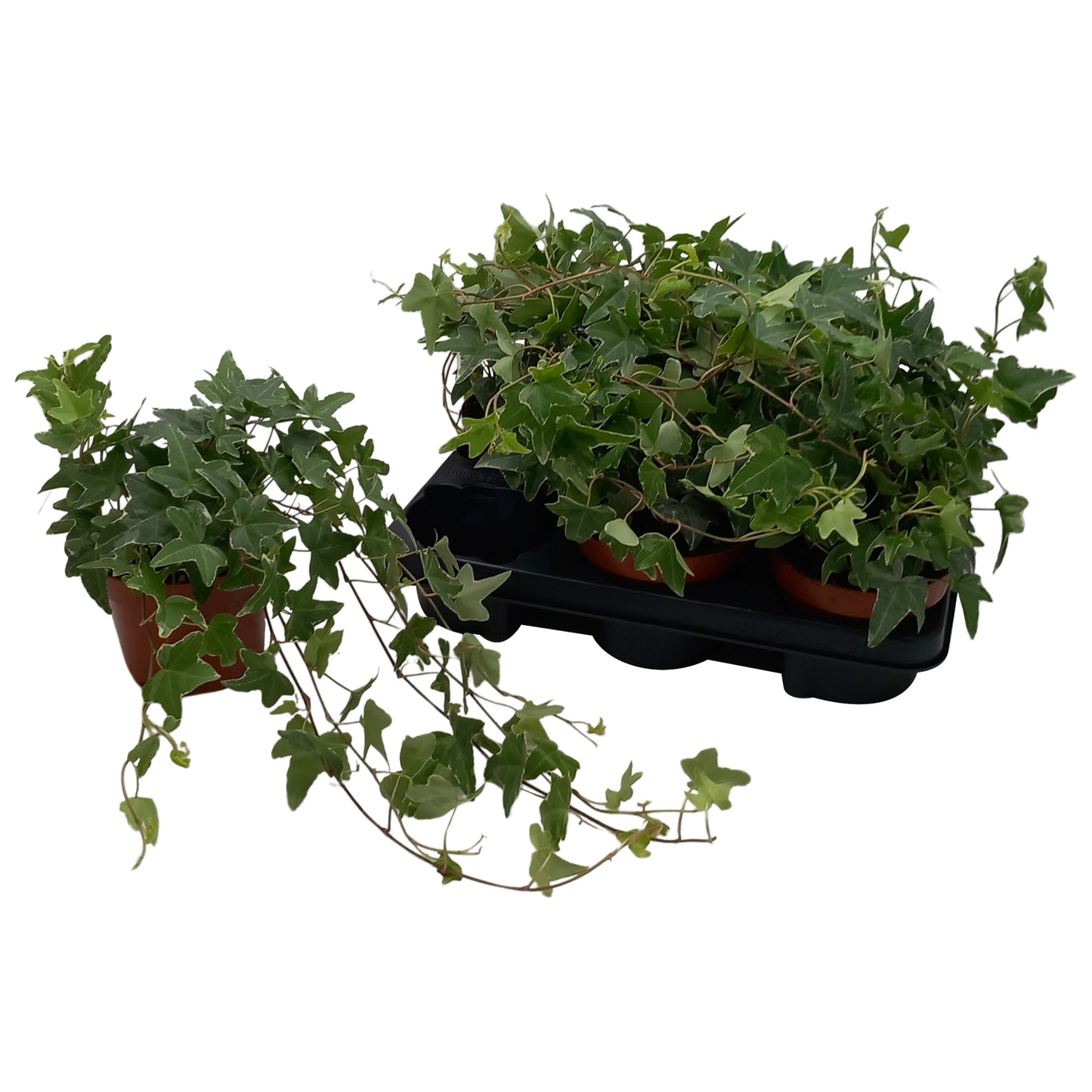 Quakelplant BV Hedera helix Mona Lisa Pack of 8