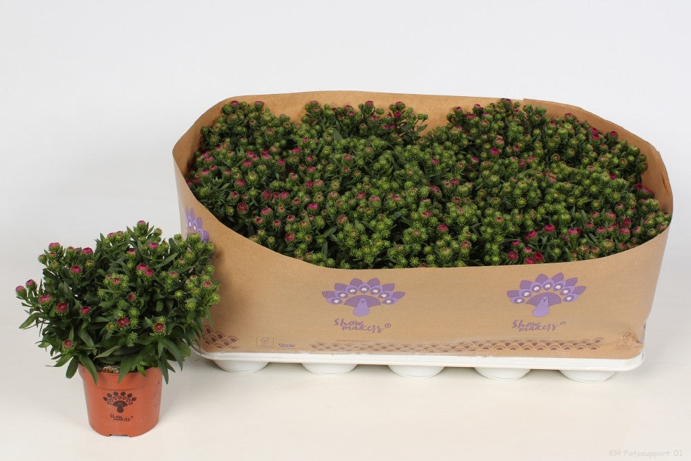 Aster nb. Showmakers Magenta 22cm 10.5cm Pot