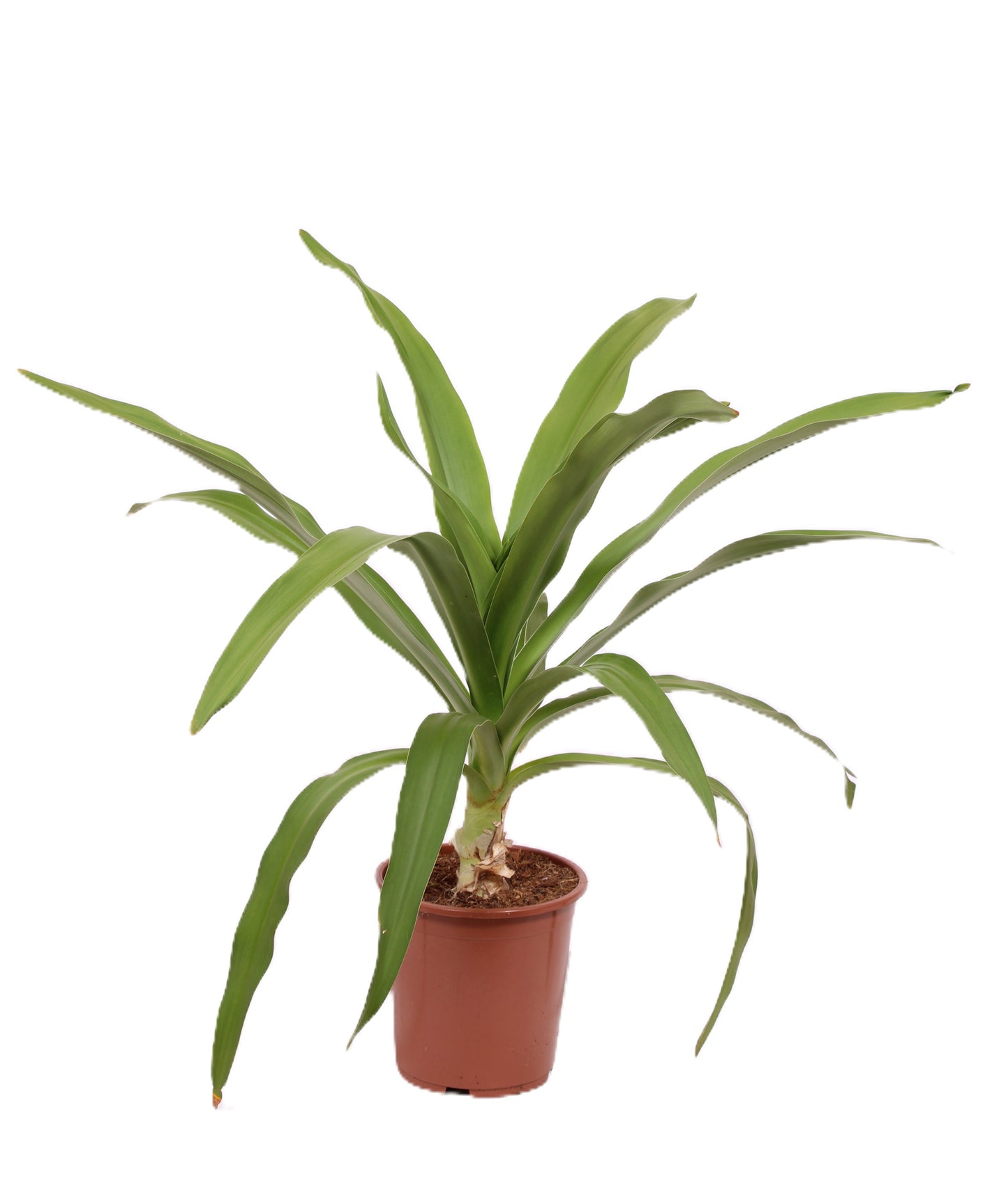 Plants 70cm 27cm Pot