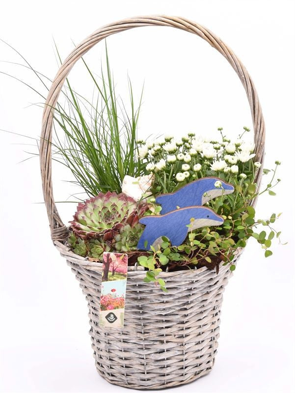 arr. Plants 24cm Pot