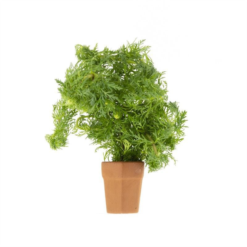Waterplkw R. Moerings Limnophila aromatica Pack of 10