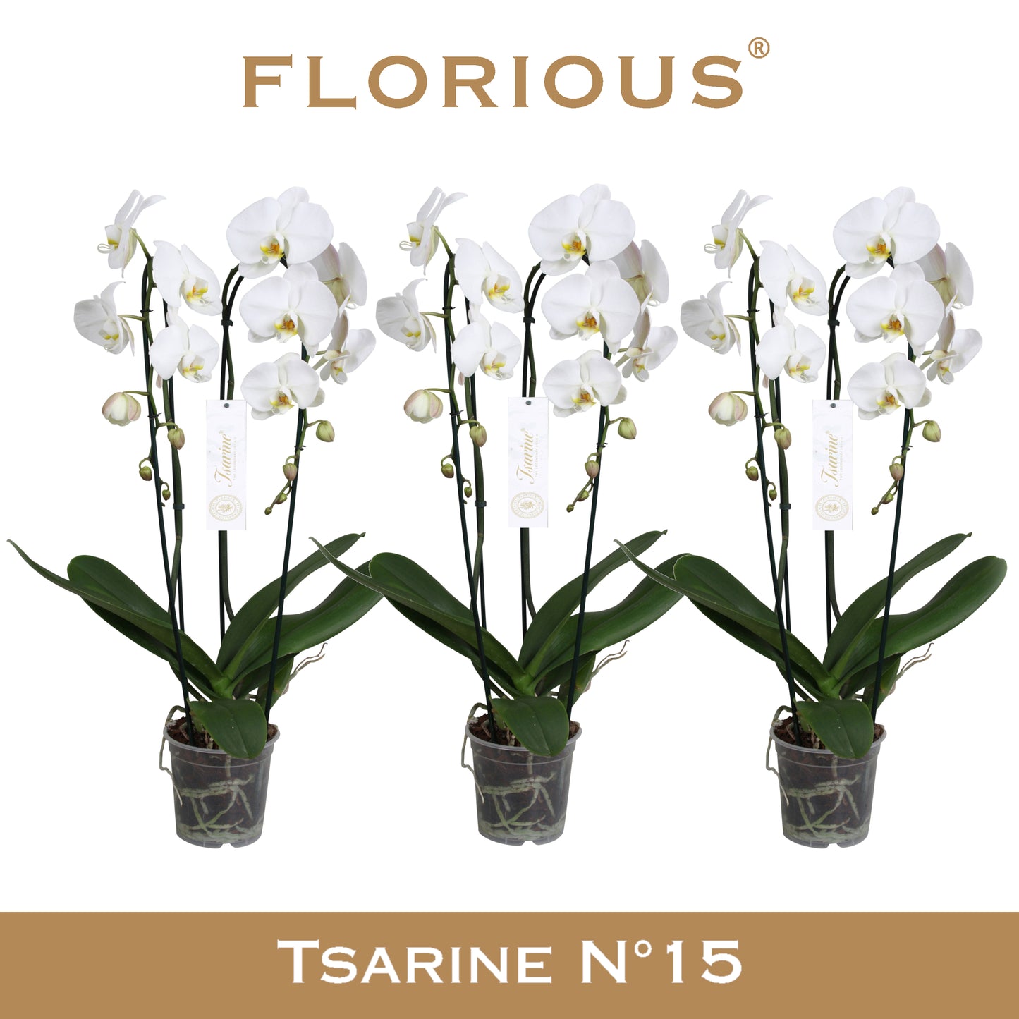 Phalaenopsis white 75cm 15cm Pot