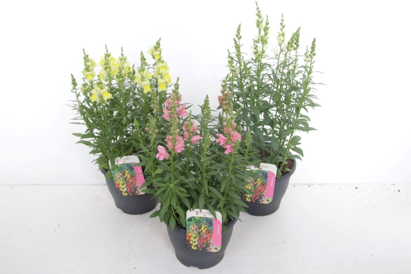 Antirrhinum majus 65cm 23cm Pot