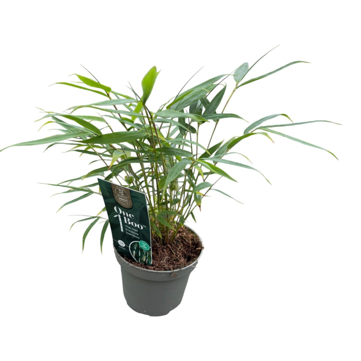 Fargesia 20cm 10cm Pot