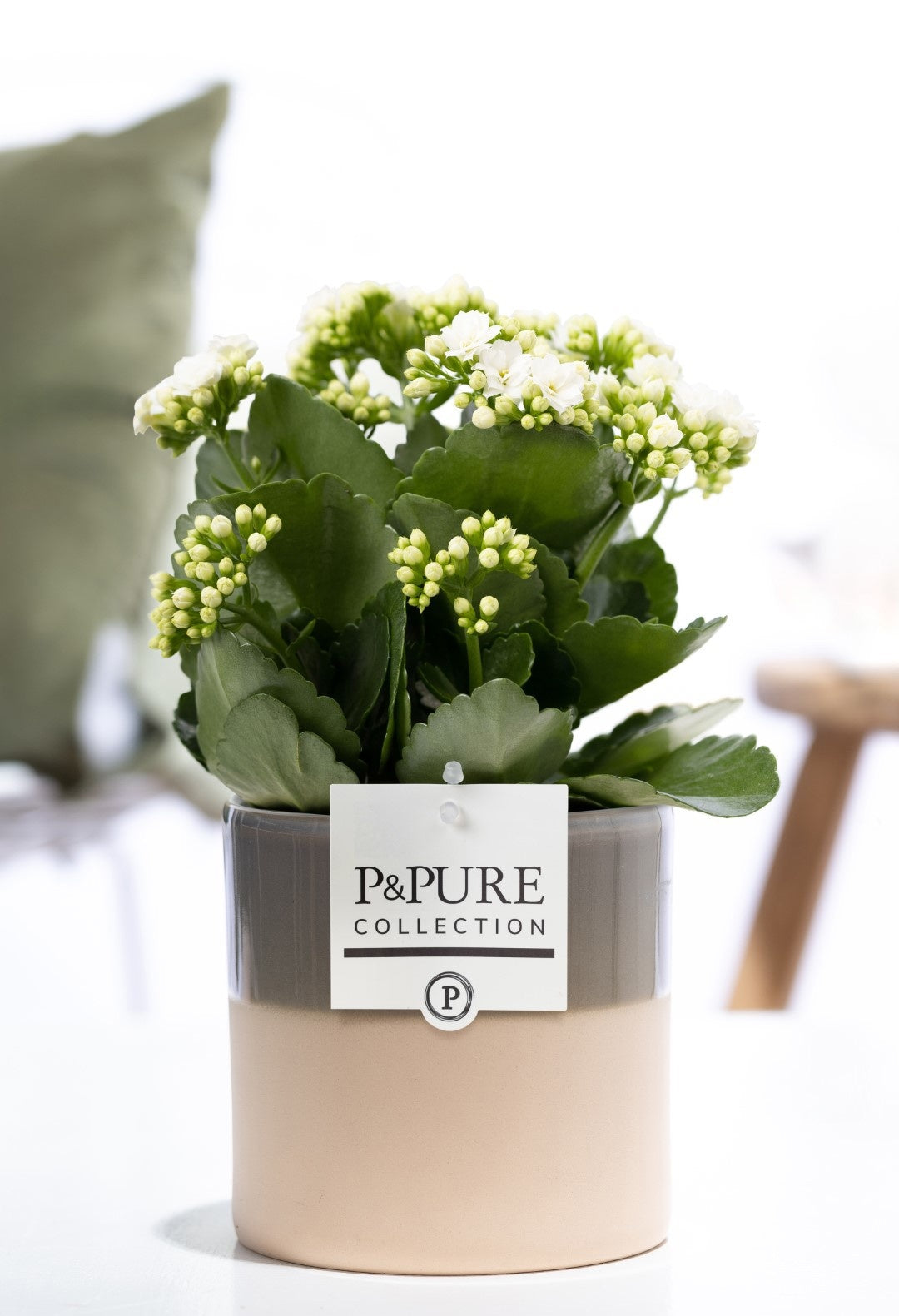 Kalanchoe Rosalina Don Paloma 27cm 12cm Pot