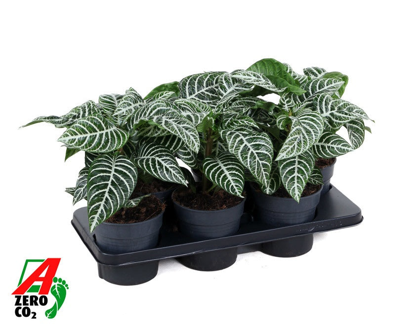 Aphelandra Dania 40cm 15cm Pot