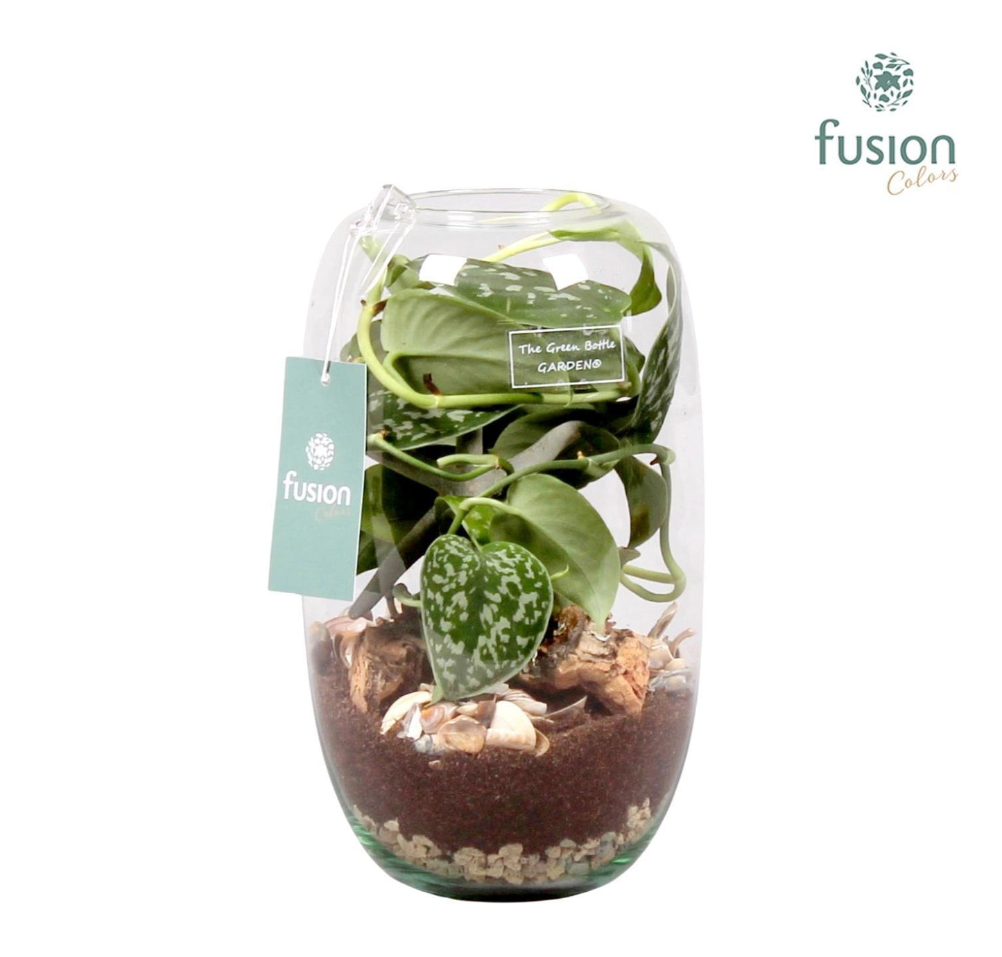 Green Bottle Isabella Medium Maritiem met Scindapsus 25cm 15cm Pot