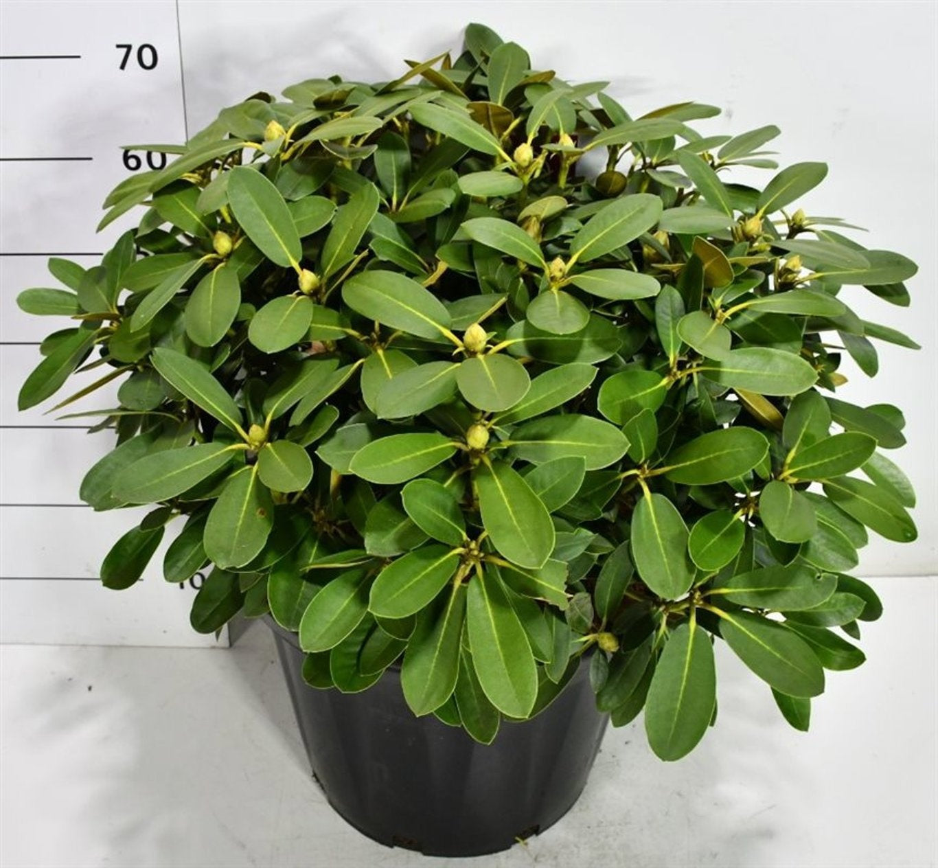 Bloemenkampen BV, Hkw. de Rhododendron Schneekrone Pack of 1