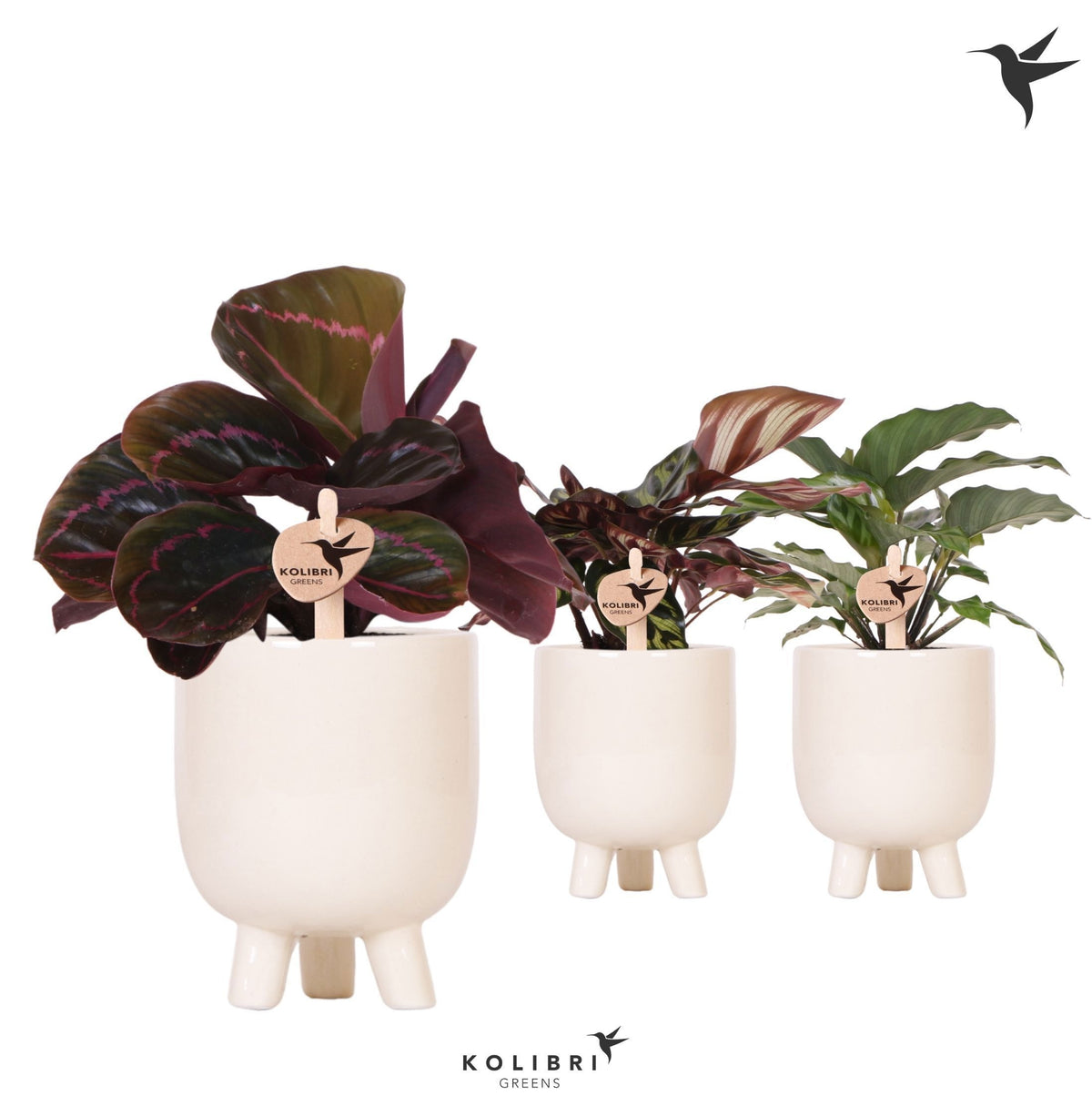Calathea mix 26cm 9cm Pot