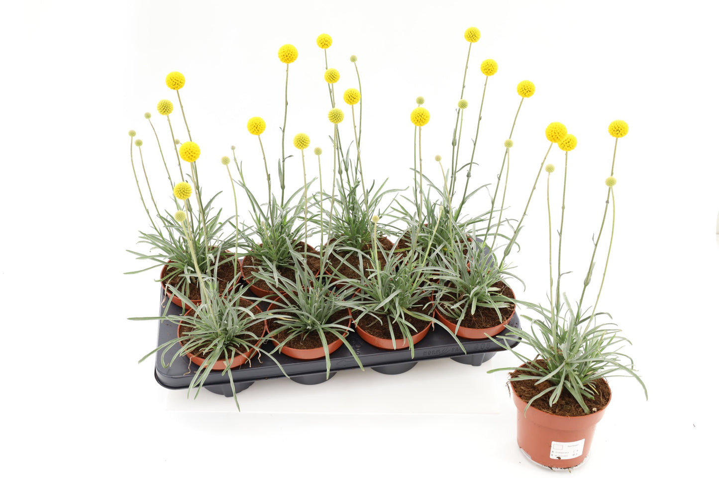 Craspedia globosa Golf Beauty 35cm 13cm Pot