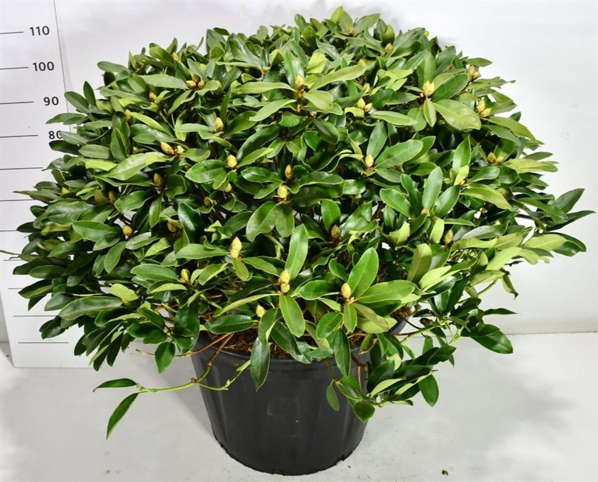 Rhododendron hippophaeoides 115cm 60cm Pot