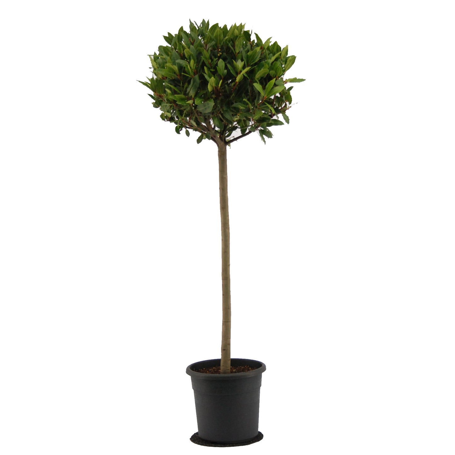 Laurus nobilis 120cm 25cm Pot