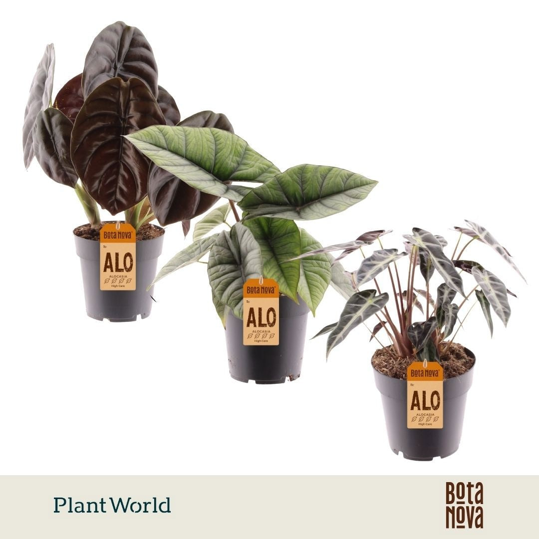 Alocasia mix 40cm 14cm Pot