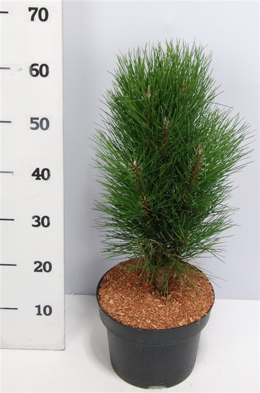 Pinus thunbergii 65cm 23cm Pot