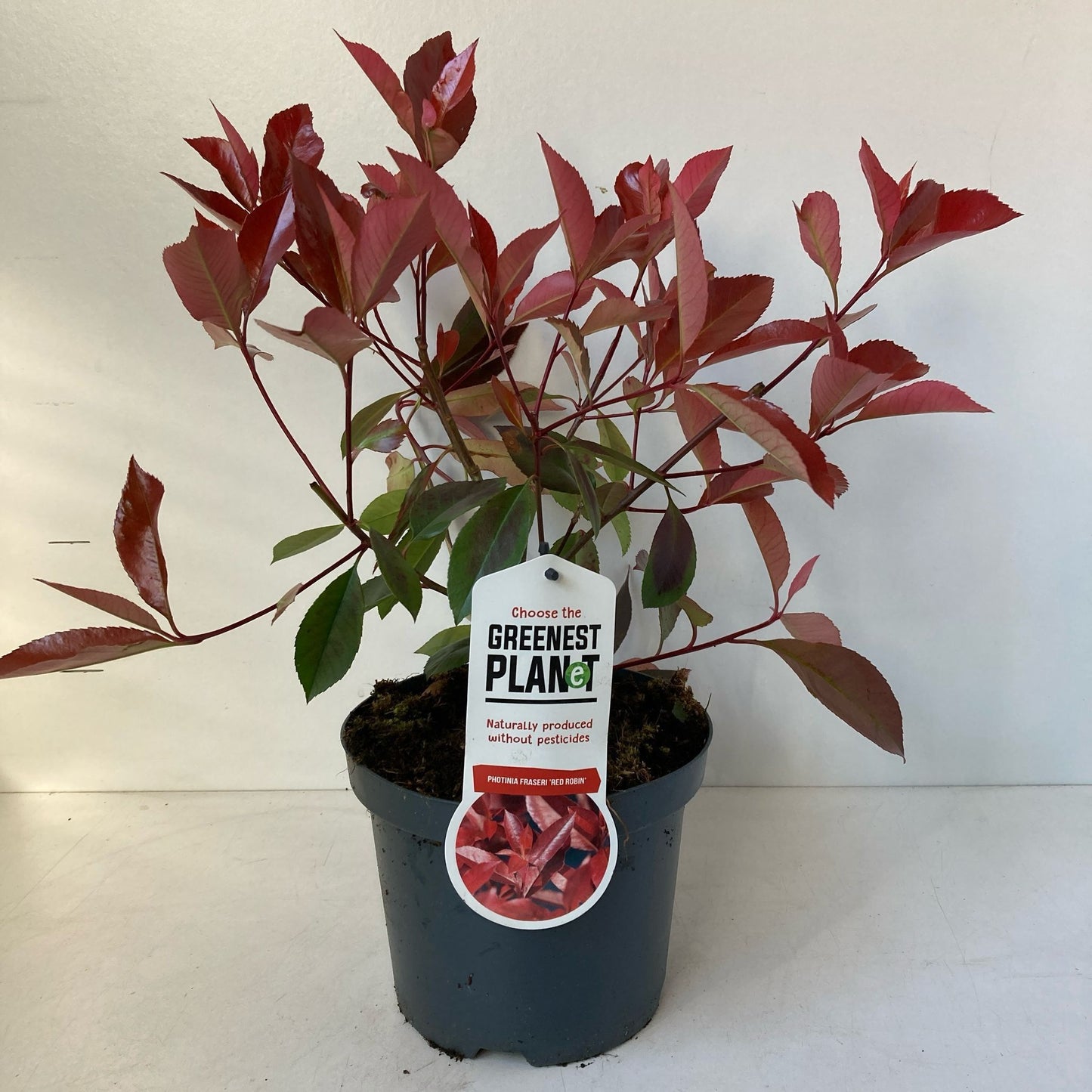 Photinia Red Robin 35cm 19cm Pot