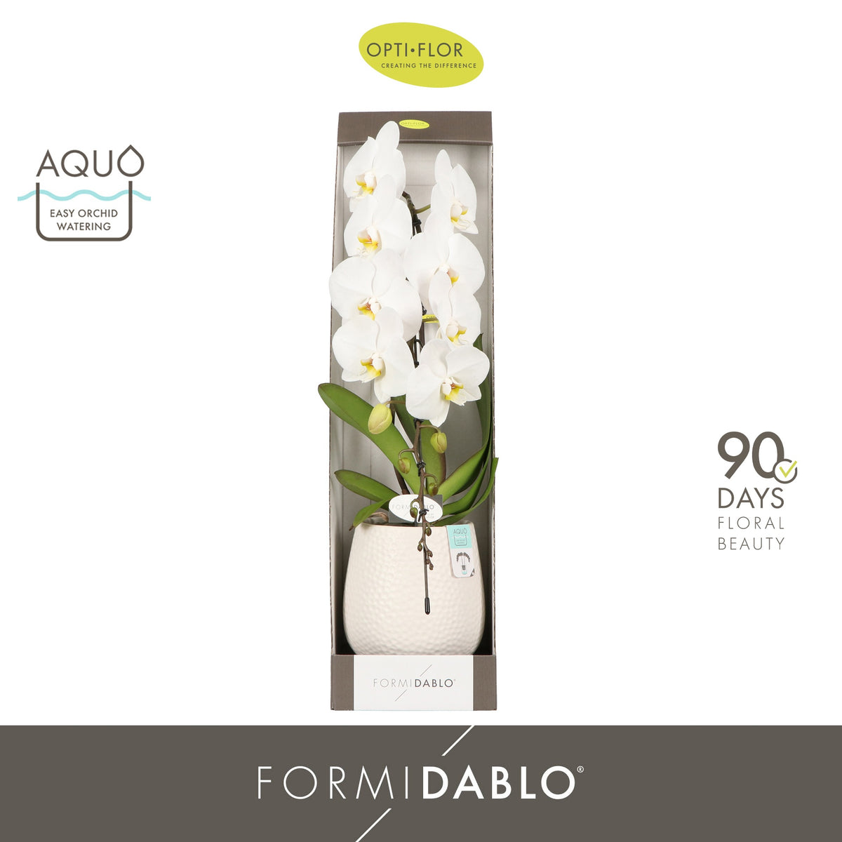 Phalaenopsis white 70cm 12cm Pot