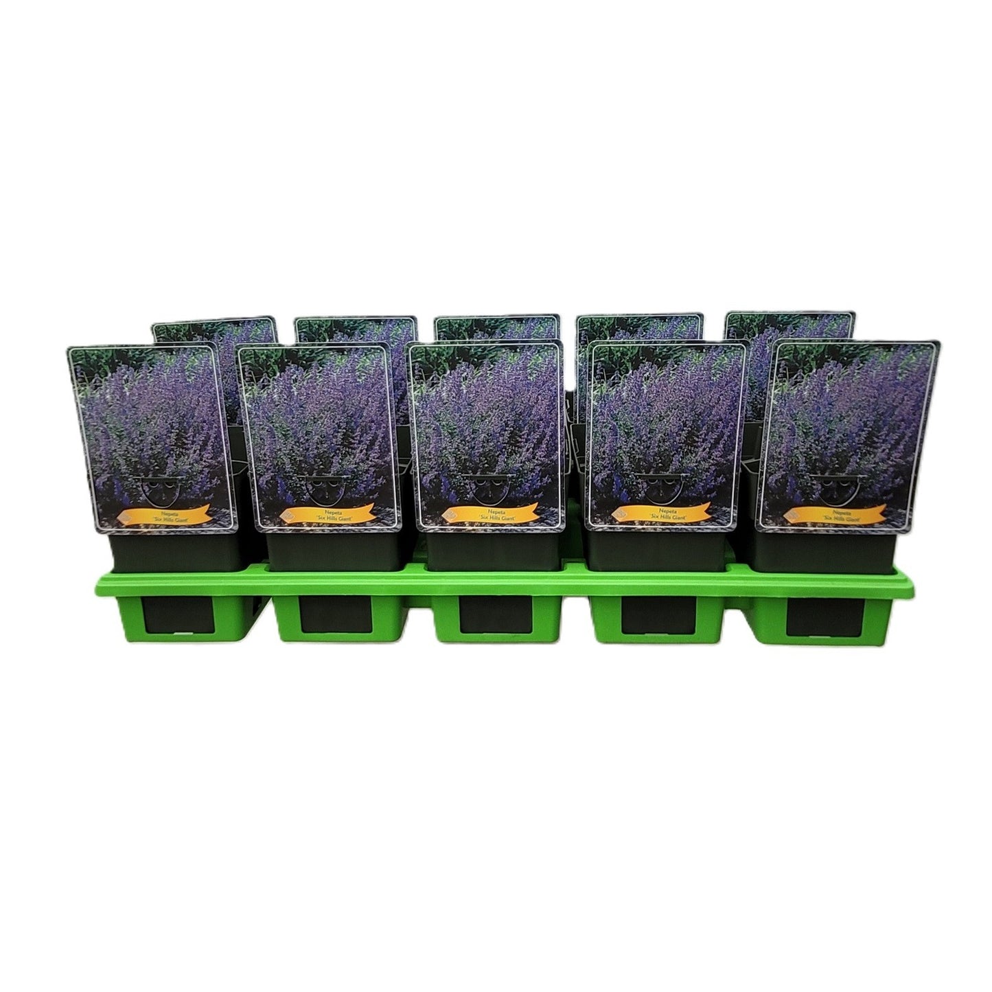 Nepeta Six Hills Giant 25cm 11cm Pot
