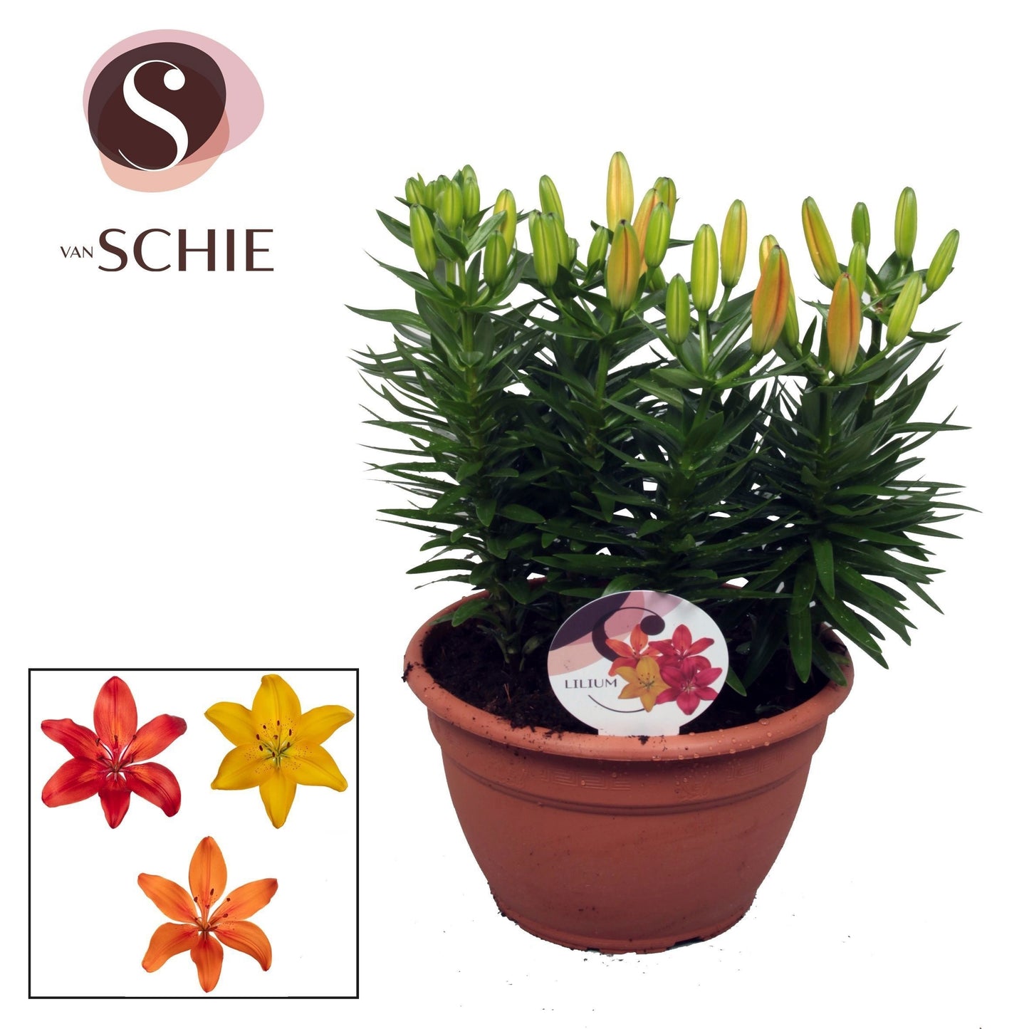Lilium az. hybrid 40cm 25cm Pot
