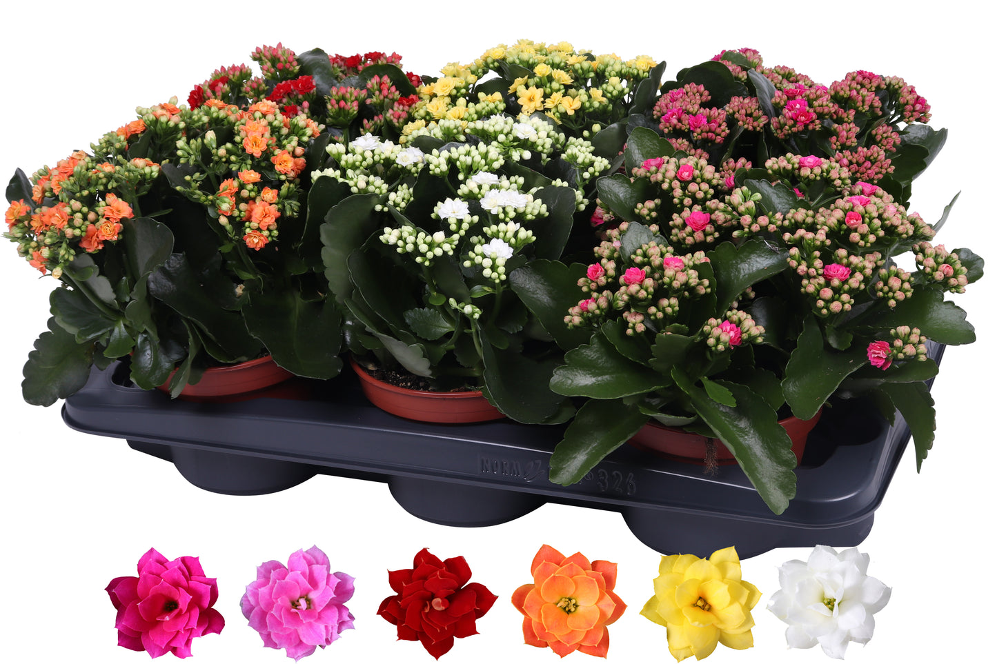 Kalanchoe Rosalina mix 27cm 15cm Pot