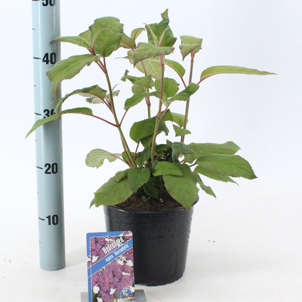 Hydrangea Macorphylla 40cm 19cm Pot